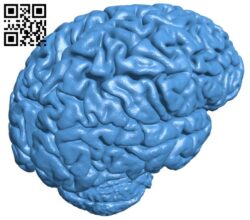 Realistic brain B006092 download free stl files 3d model for 3d printer and CNC carving