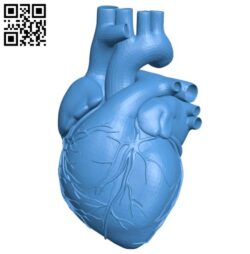 Real heart B006346 download free stl files 3d model for 3d printer and CNC carving