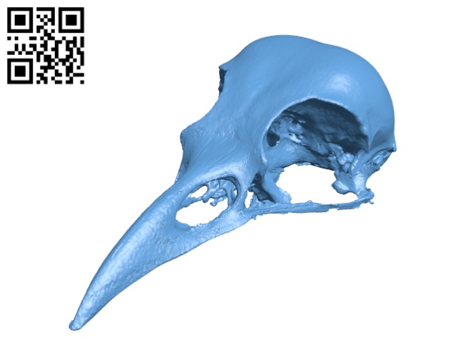 American Crow Skull H000383 file stl free download 3D Model for CNC and 3d printer