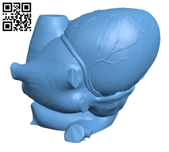 Anatomical Heart H000052 file stl free download 3D Model for CNC and 3d printer