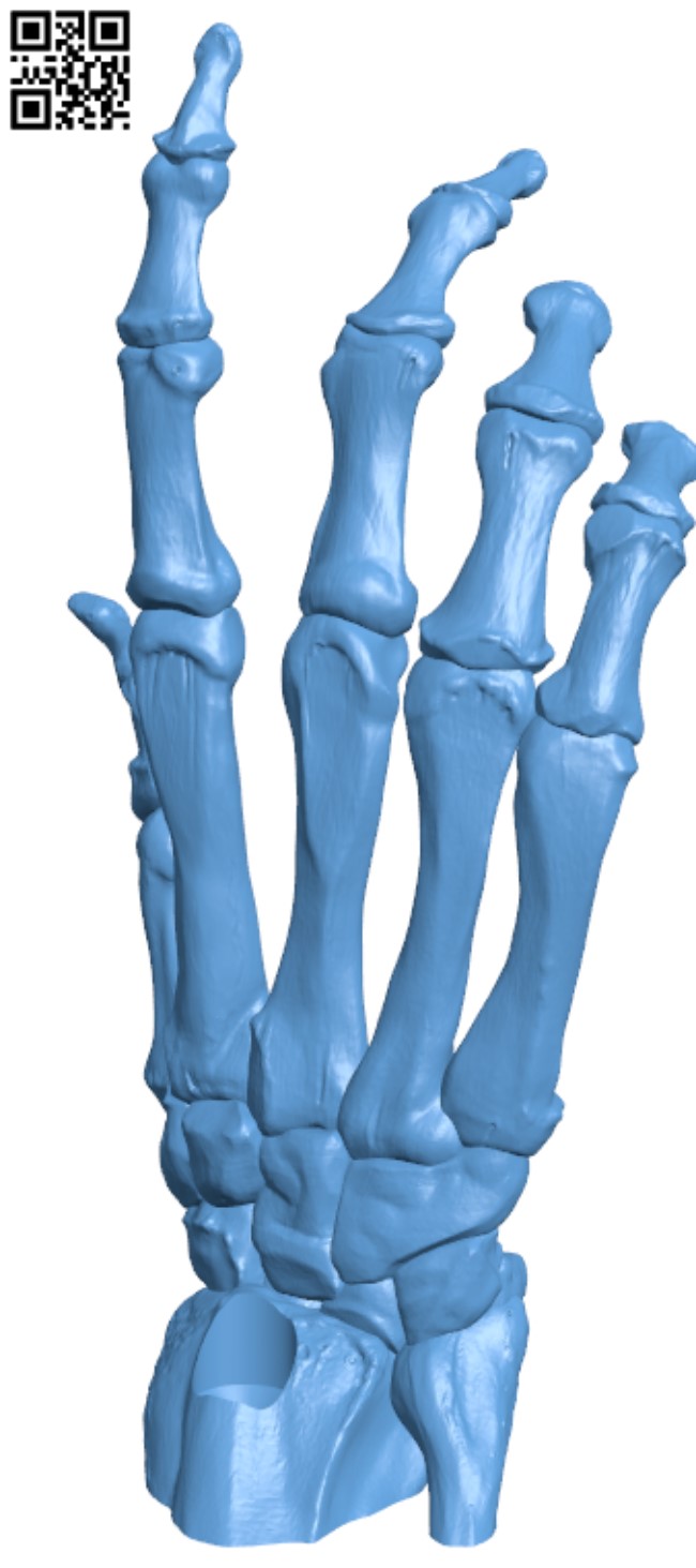 Bone Hand H000002 file stl free download 3D Model for CNC and 3d printer