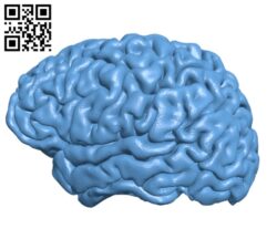 Brain H000256 file stl free download 3D Model for CNC and 3d printer