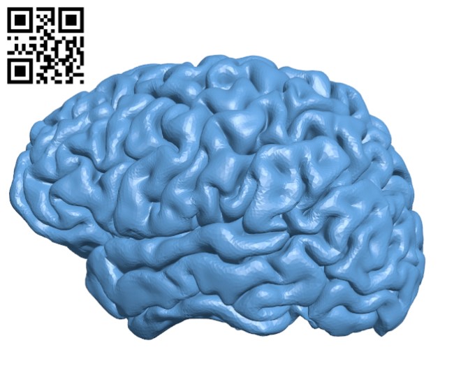 Brain H000256 file stl free download 3D Model for CNC and 3d printer