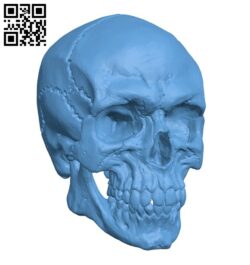Detailed Skull H000094 file stl free download 3D Model for CNC and 3d printer