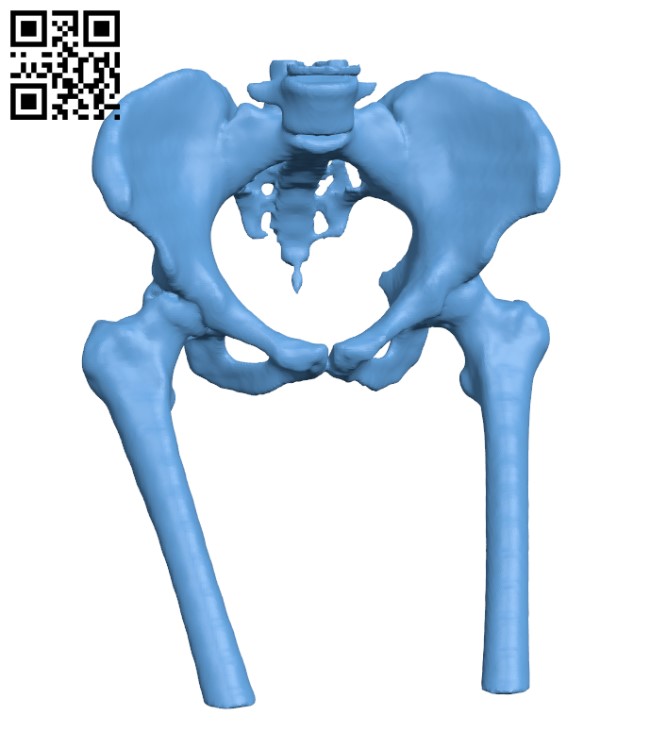 Female pelvic bone H000701 file stl free download 3D Model for CNC and 3d printer