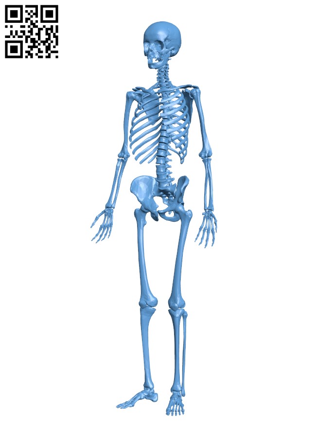 Human skeleton H001944 file stl free download 3D Model for CNC and 3d printer