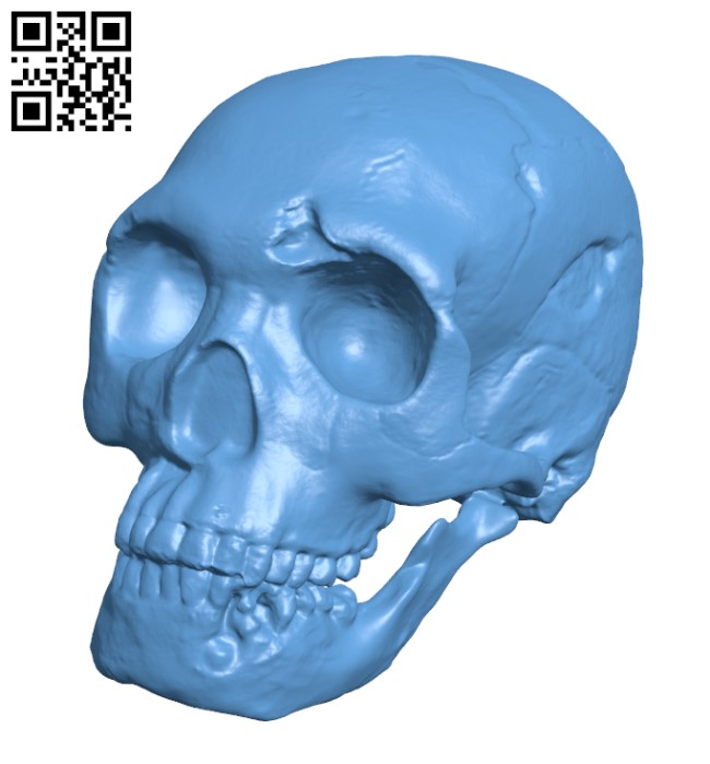 Neanderthal skull H002130 file stl free download 3D Model for CNC and 3d printer