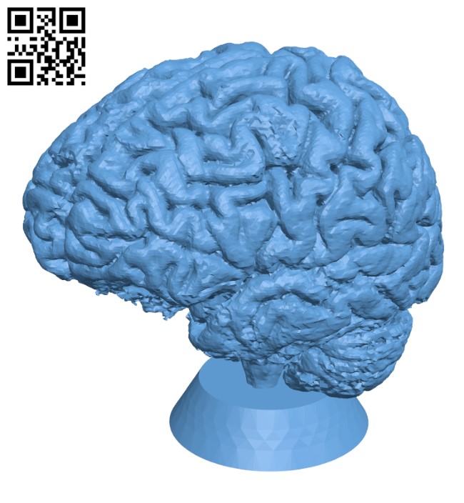 Human brain H002803 file stl free download 3D Model for CNC and 3d printer