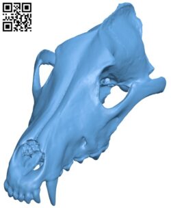 Gray wolf specimen male – Skull H003463 file stl free download 3D Model for CNC and 3d printer