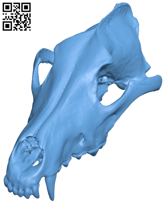 Gray wolf specimen male - Skull H003463 file stl free download 3D Model for CNC and 3d printer