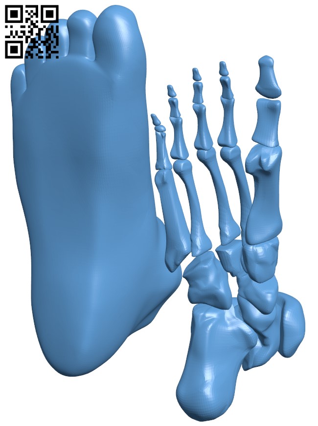 Anatomical Model Foot H005330 file stl free download 3D Model for CNC and 3d printer