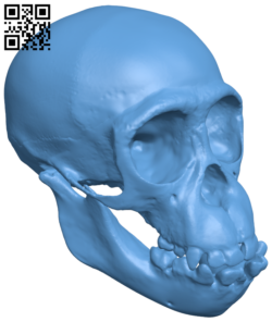 Chimpanzee Skull H006418 file stl free download 3D Model for CNC and 3d printer