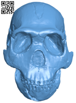 Homo Naledi Skull H005886 file stl free download 3D Model for CNC and 3d printer