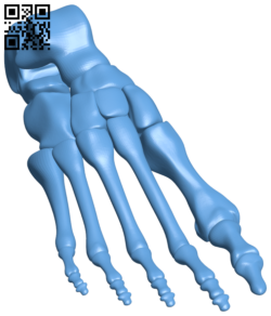 Human right foot bone H006196 file stl free download 3D Model for CNC and 3d printer