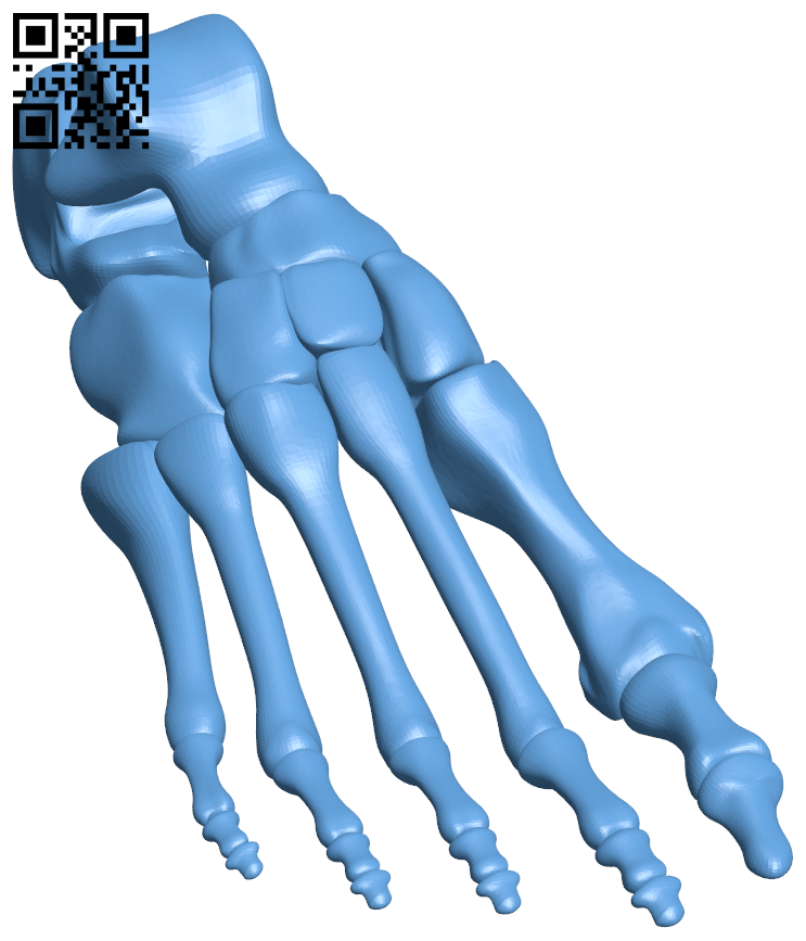 Human right foot bone H006196 file stl free download 3D Model for CNC and 3d printer