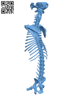Spine bone H005846 file stl free download 3D Model for CNC and 3d printer