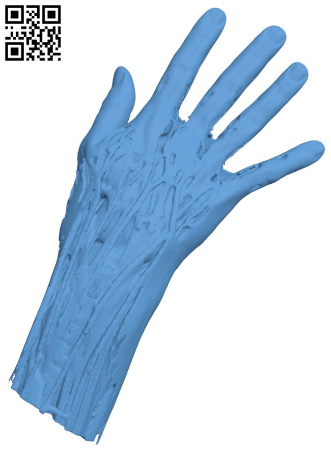 Hand muscles H007431 file stl free download 3D Model for CNC and 3d printer
