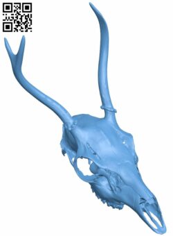 Columbian black tailed deer specimen H008019 file stl free download 3D Model for CNC and 3d printer
