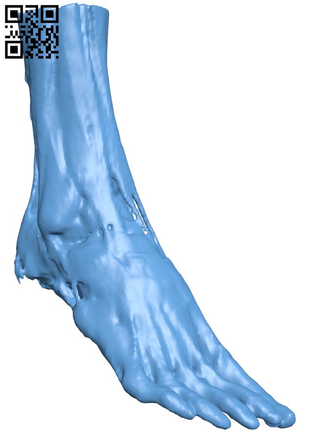 Muscle and tendon structure of a foot H009060 file stl free download 3D Model for CNC and 3d printer