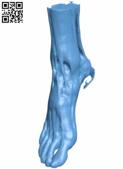 Muscles of the foot and ankle H009061 file stl free download 3D Model for CNC and 3d printer