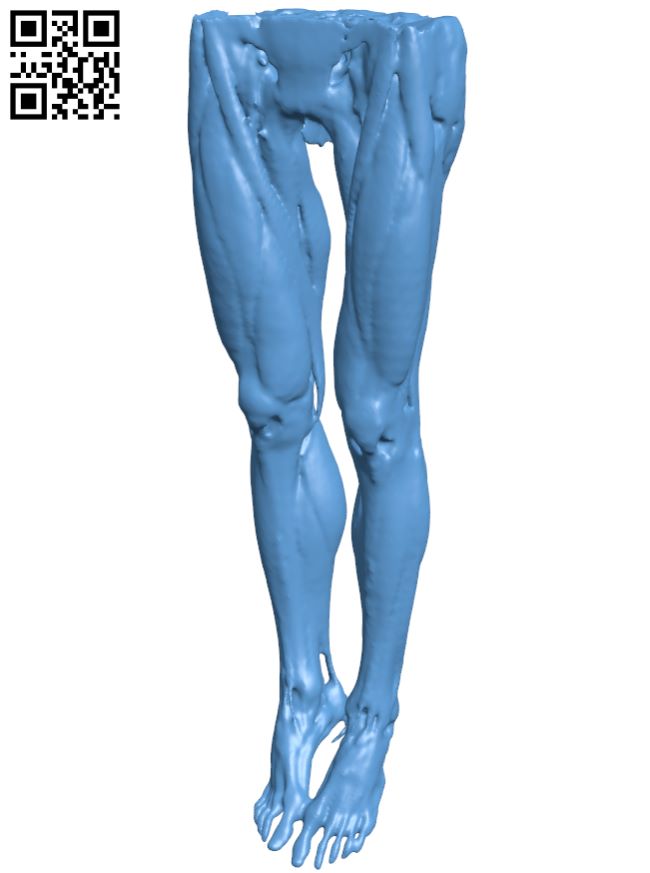 Muscles of the legs H008646 file stl free download 3D Model for CNC and 3d printer