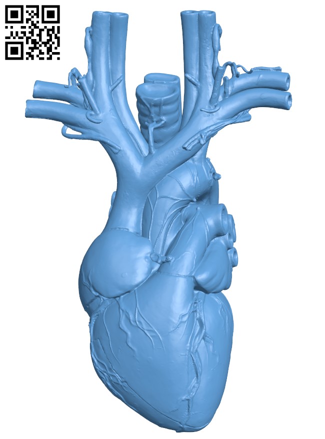 Anatomical Heart H010053 file stl free download 3D Model for CNC and 3d printer