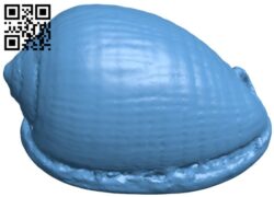 Cowrie shell H011780 file stl free download 3D Model for CNC and 3d printer