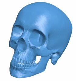 Human skull B010273 file Obj or Stl free download 3D Model for CNC and 3d printer